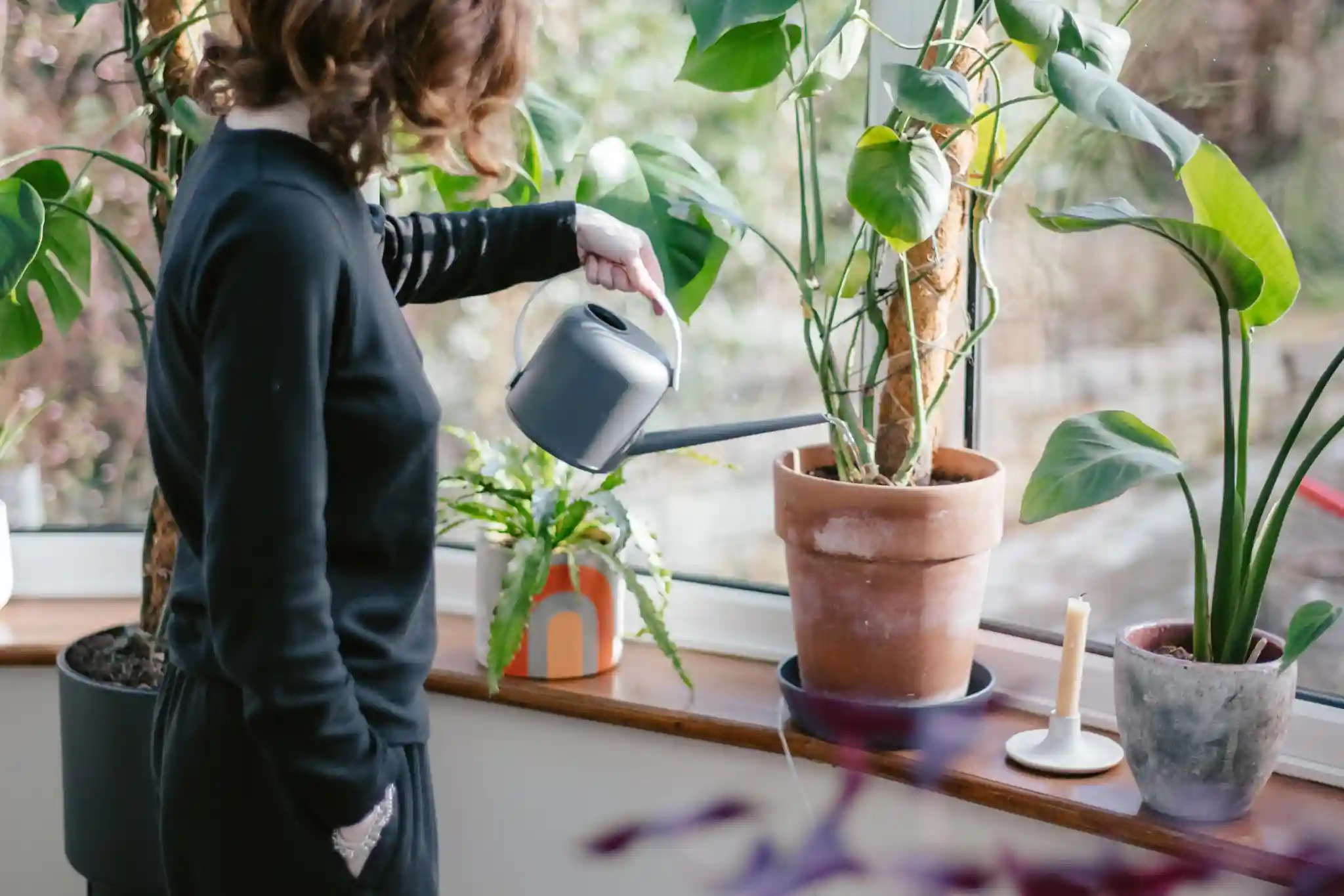 Understanding Your Flowers Needs winter