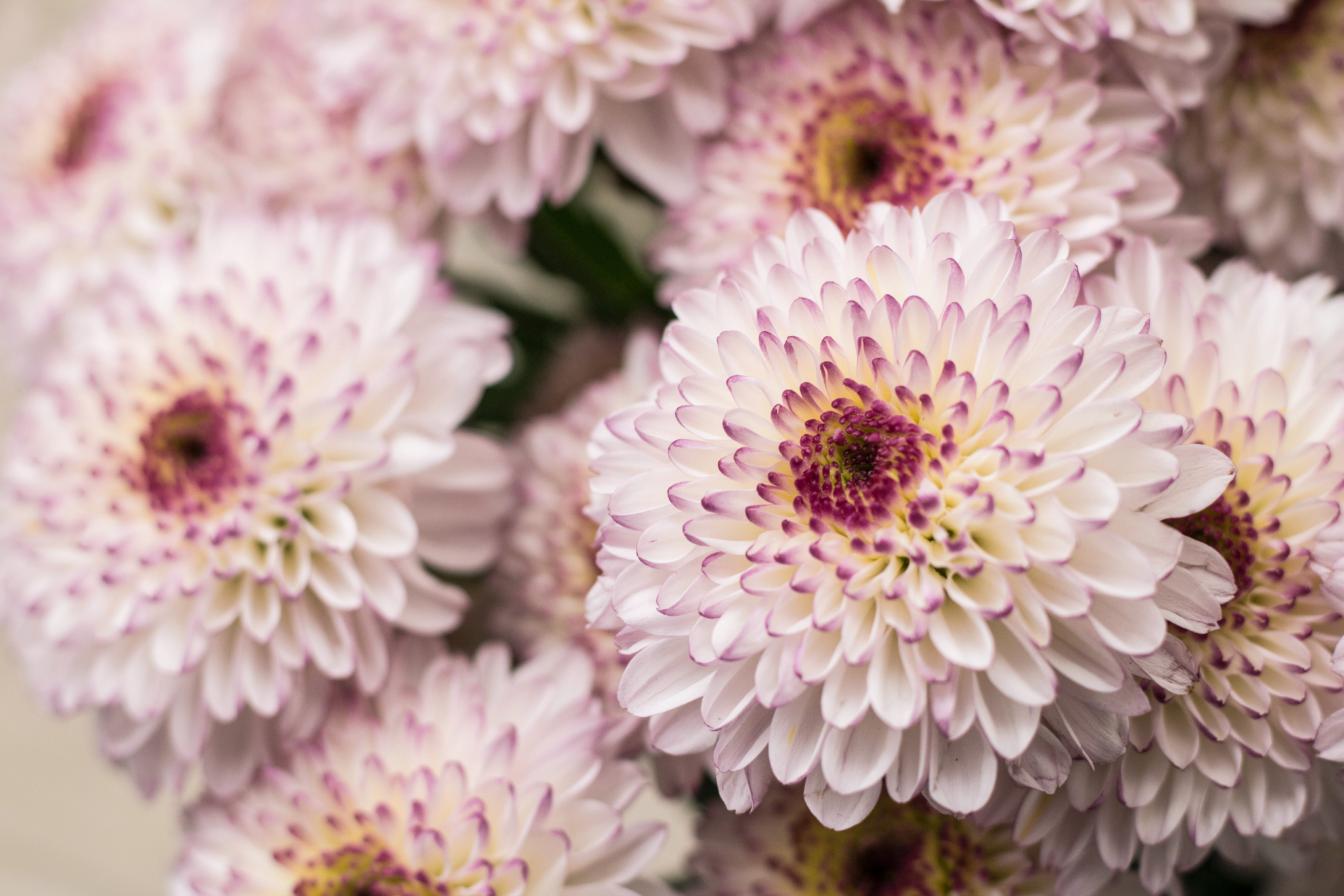 Chrysanthemums 2048x1366 1