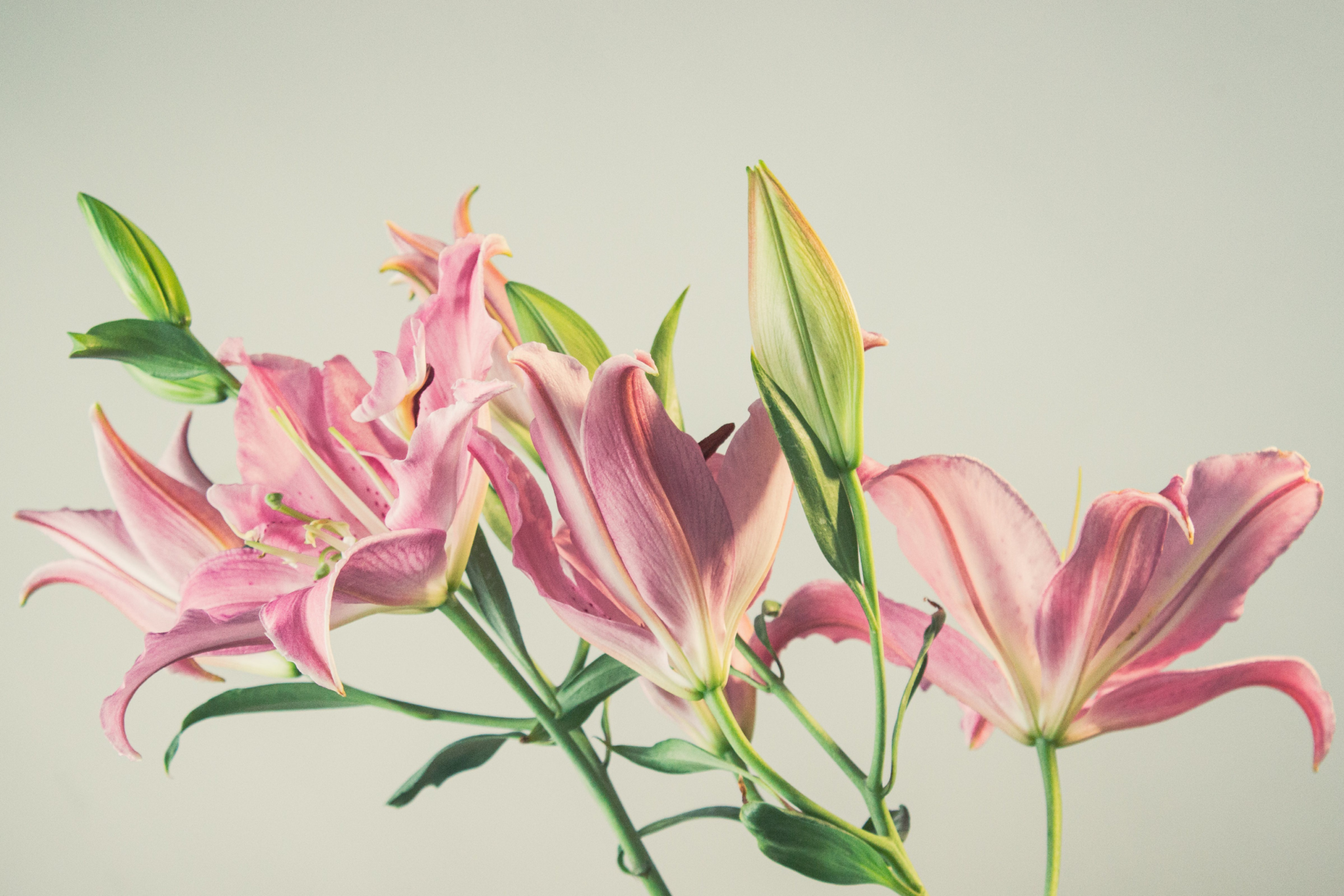 Lillies 2048x1366 1