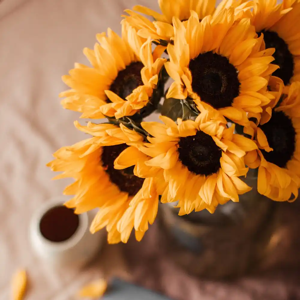 Sunflowers on bed