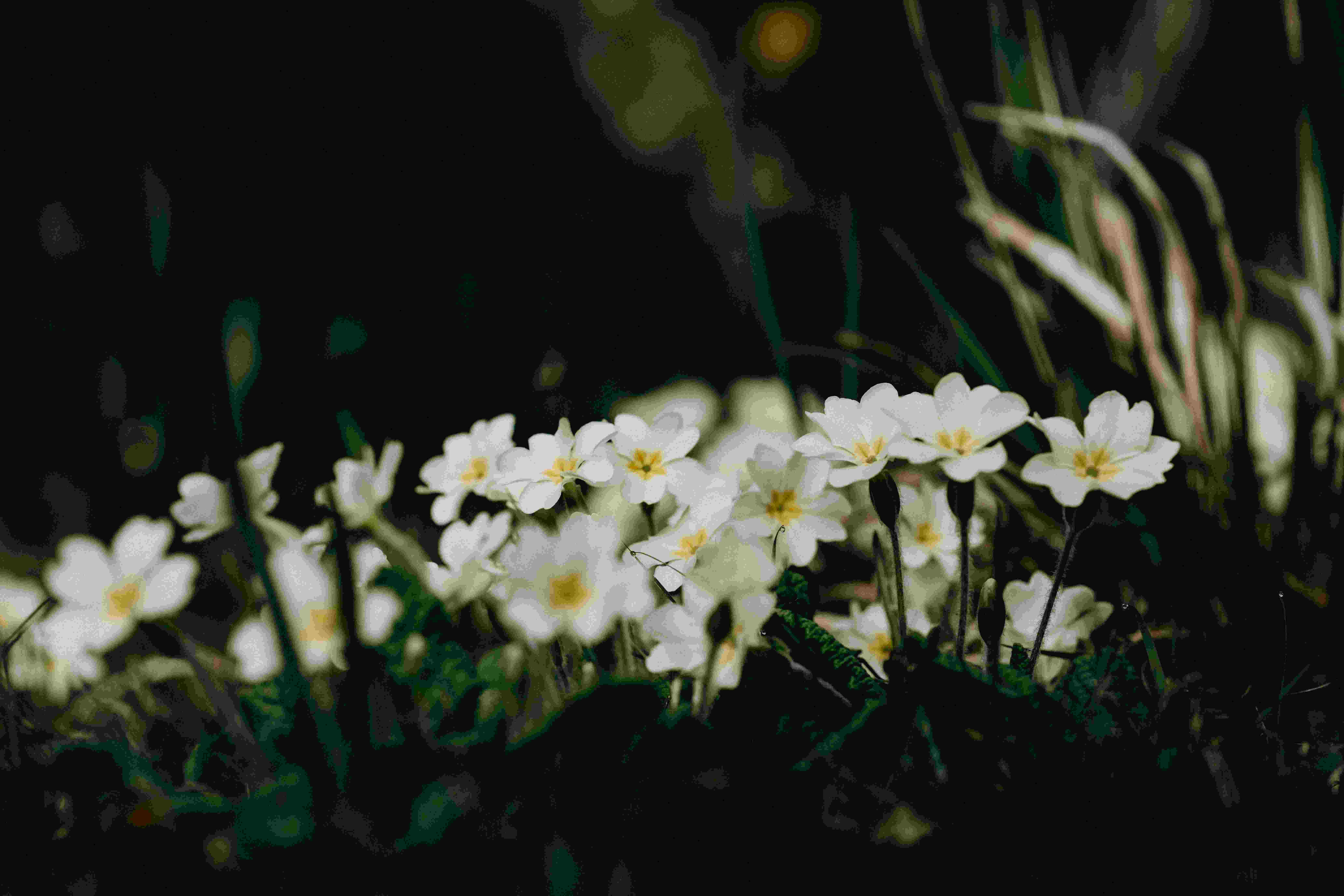 primrose spring flower