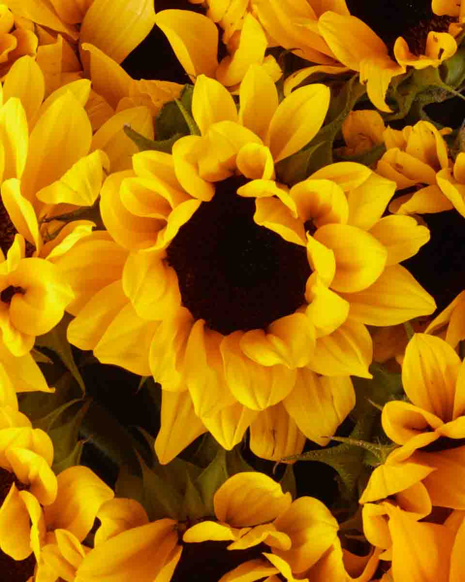 Mega Sunflower ONE SIZE ONLY JUNE 14, 2023 1