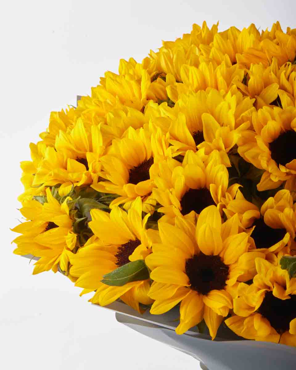 Mega Sunflower ONE SIZE ONLY JUNE 14, 2023