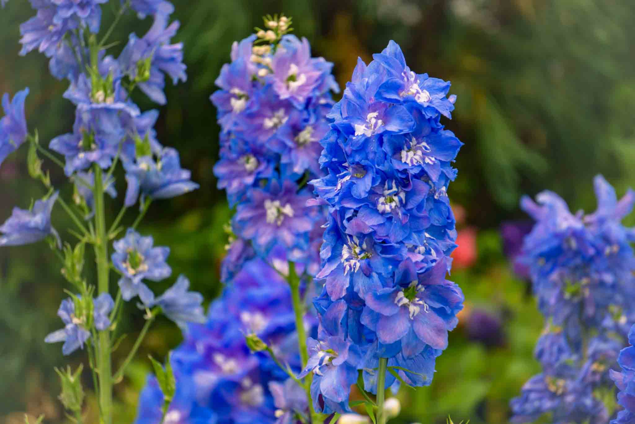 Delphiniums 2048x1366 1