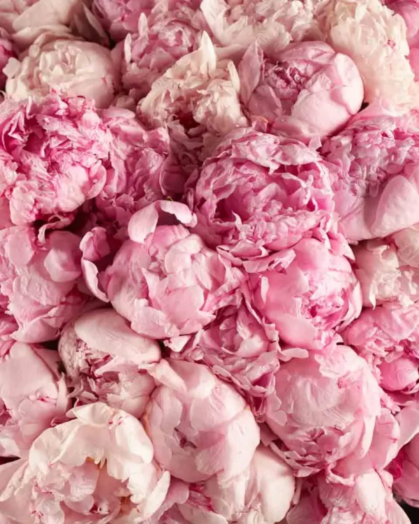 101 PEONIES one size 2