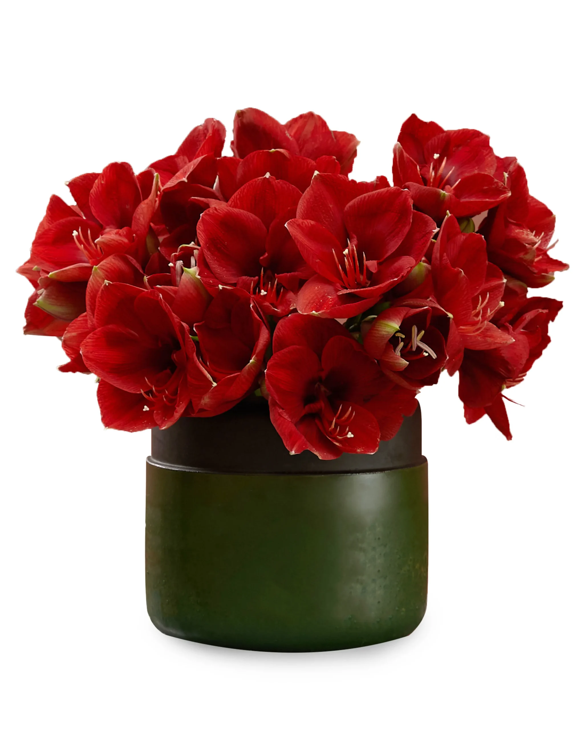 AMARYLLIS DREAM scaled 1 AMARYLLIS DREAM scaled 1