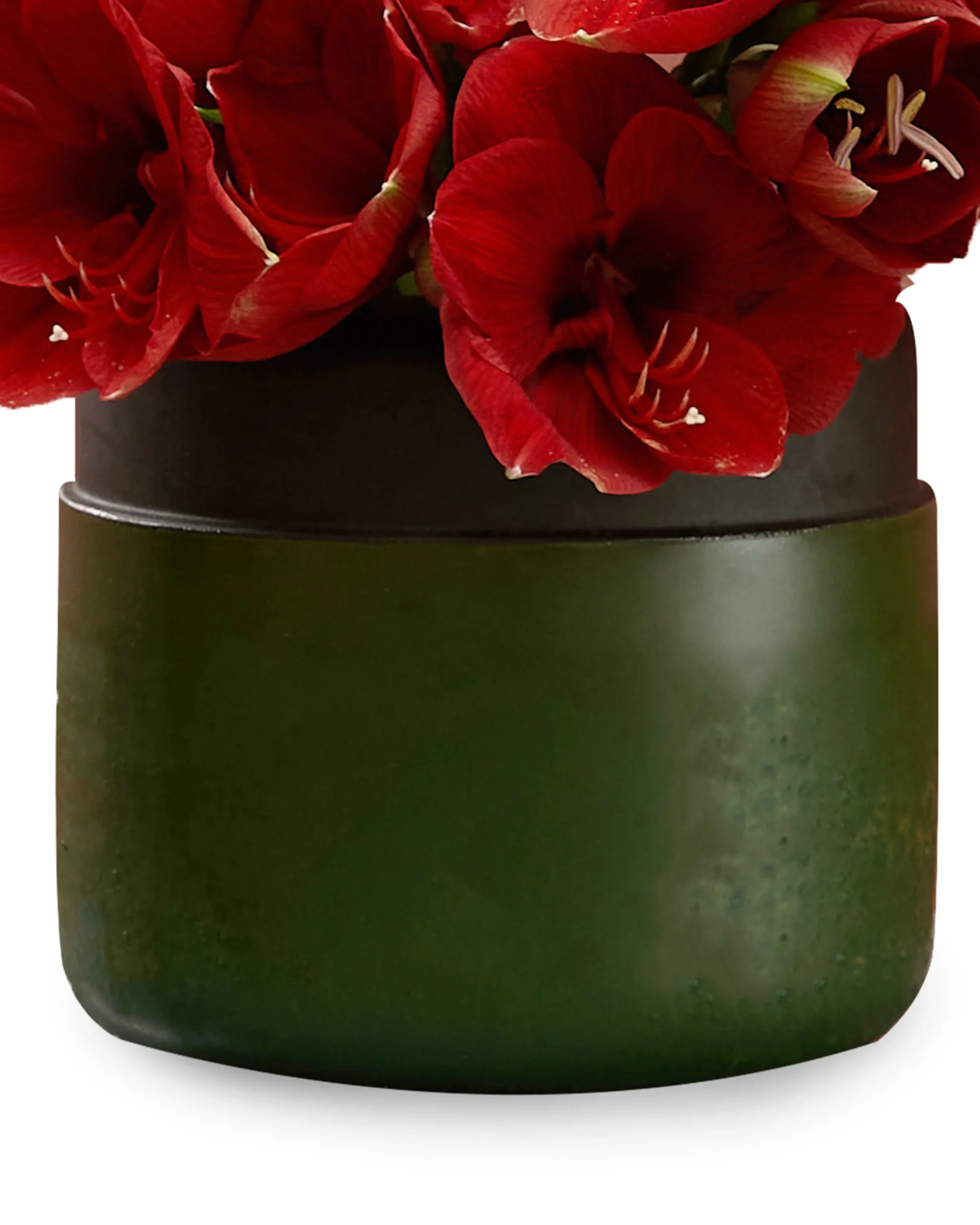 AMARYLLIS DREAM detail 1 scaled 1 AMARYLLIS DREAM detail 1 scaled 1