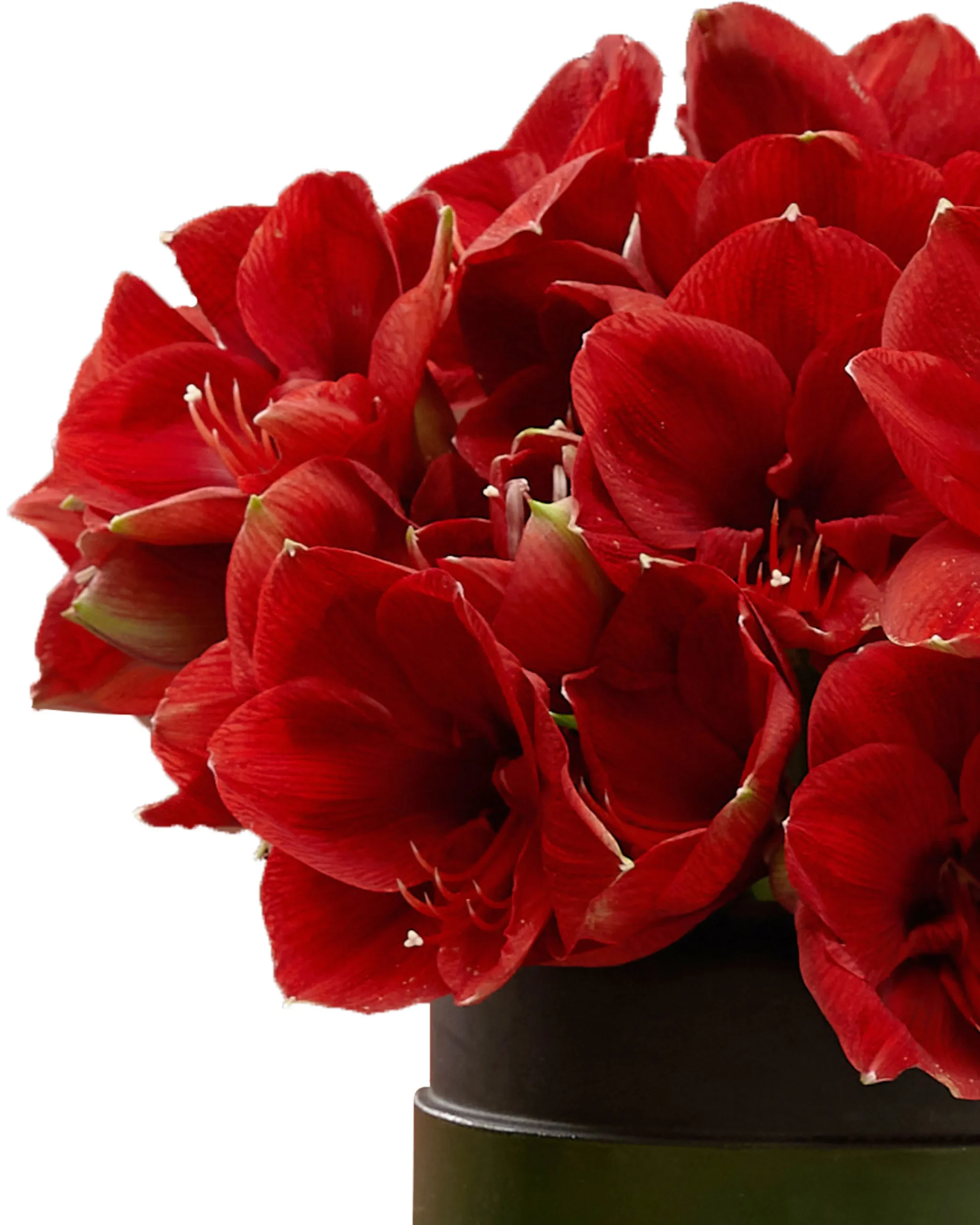 AMARYLLIS DREAM detail 2 scaled 1 AMARYLLIS DREAM detail 2 scaled 1