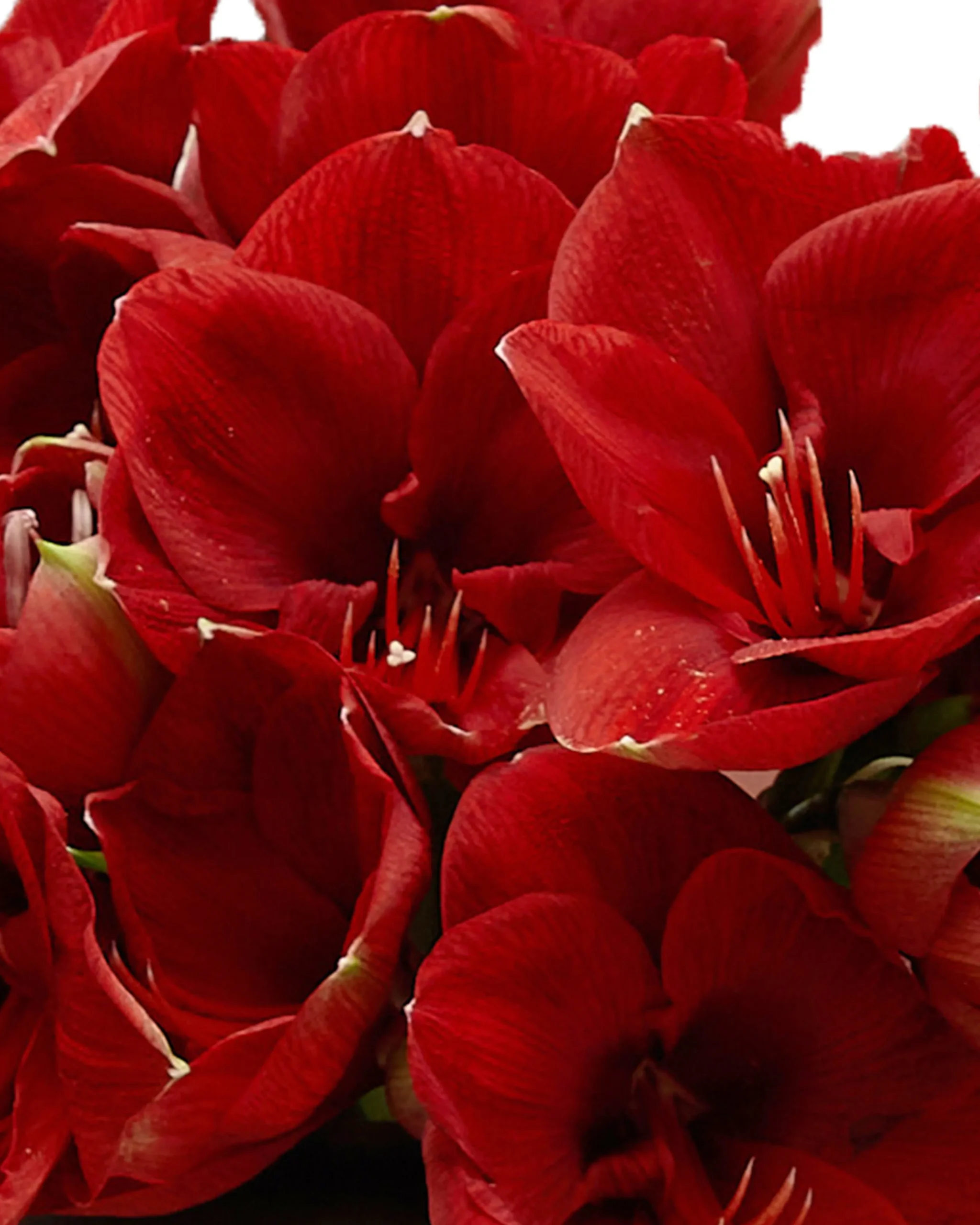 AMARYLLIS DREAM detail 3 scaled 1 AMARYLLIS DREAM detail 3 scaled 1