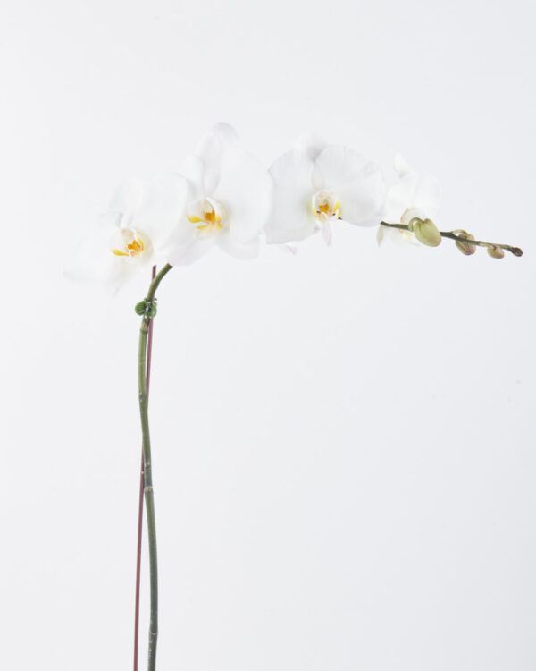 Alluring White Phalaenopsis JUNE 19 2023