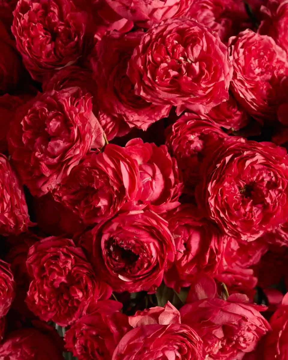 BOLD AND BEAUTIFUL 1 BOLD AND BEAUTIFUL 1