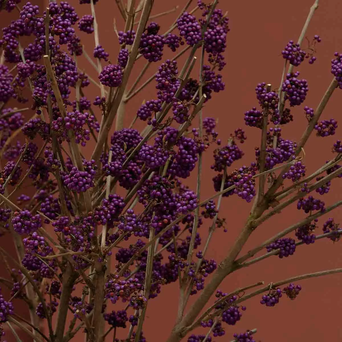 Beauty Berry Detailed Beauty Berry Detailed