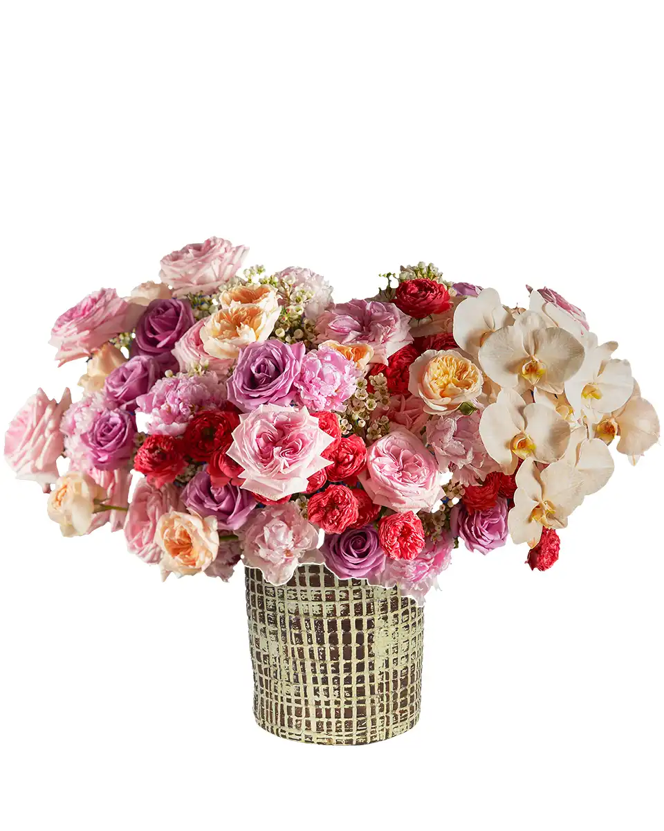 Beauty Queen Edtied Beauty Queen Edtied