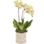 Big Yellow JUNE 15 2023