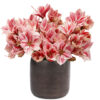 Bubbly Amaryllis Bubbly Amaryllis