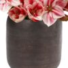 Bubbly Amaryllis detail 1 Bubbly Amaryllis detail 1