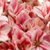 Bubbly Amaryllis detail 3 Bubbly Amaryllis detail 3