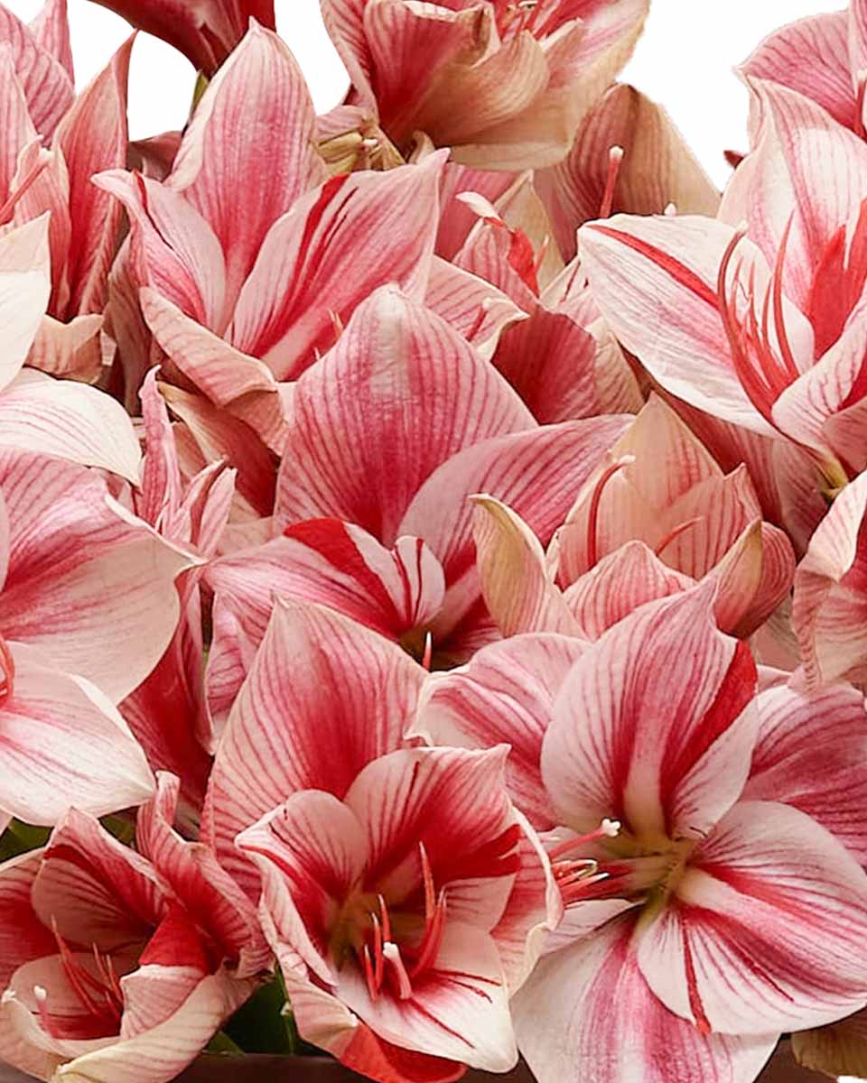 Bubbly Amaryllis detail 3 Bubbly Amaryllis detail 3