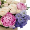 Bubbly Pink 2024 2