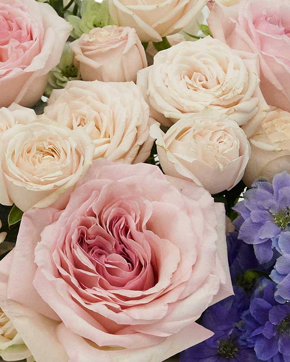 Bubbly Pink 2024 Close Bubbly Pink 2024 Close