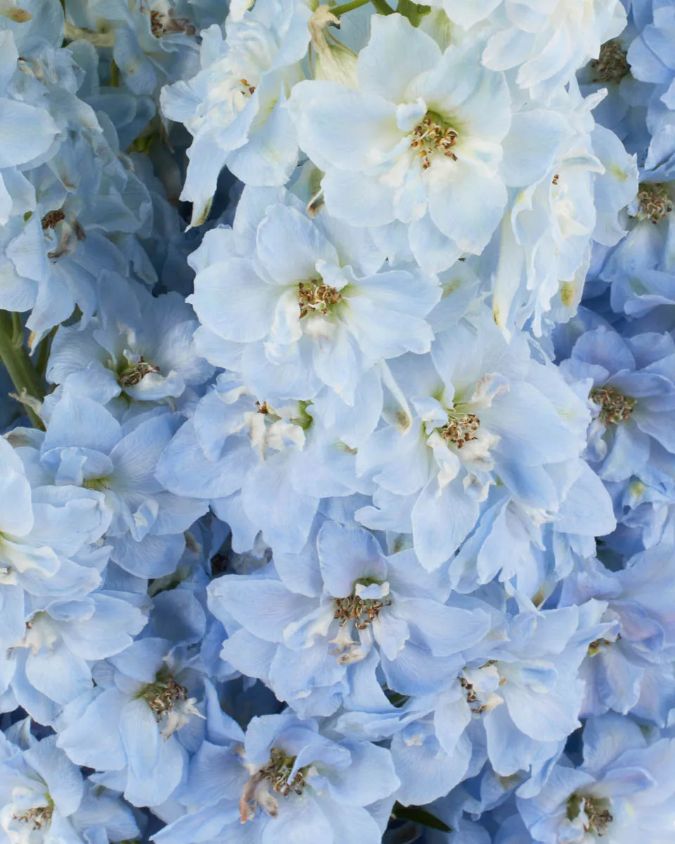 CANDY BLUE 2 JUNE 1 2023 CANDY BLUE 2 JUNE 1 2023