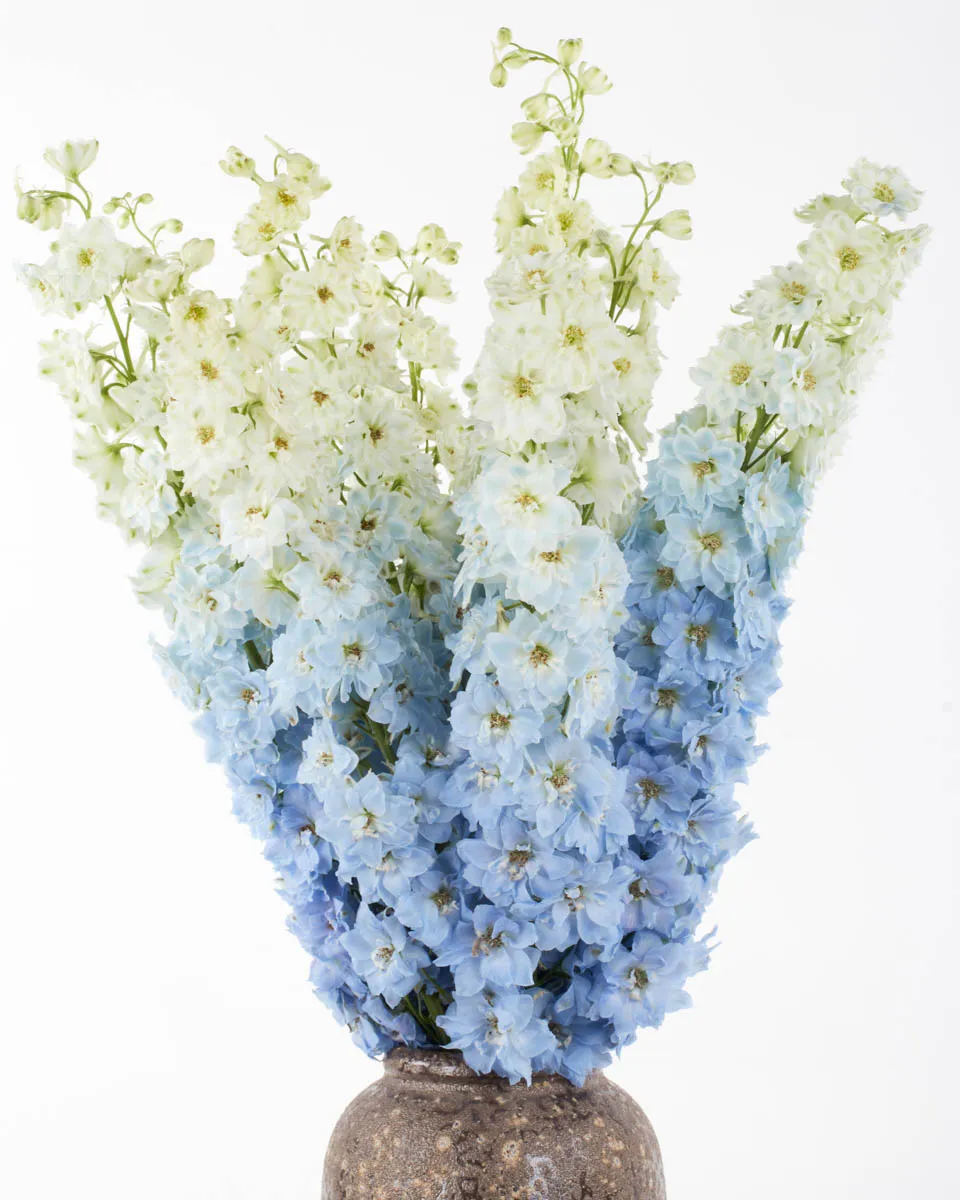 CANDY BLUE 4 JUNE 1 2023 CANDY BLUE 4 JUNE 1 2023