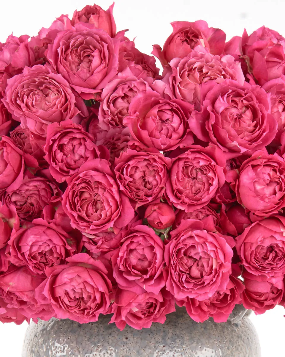 CERISE AFECTION JUNE 2 2023 2 CERISE AFECTION JUNE 2 2023 2