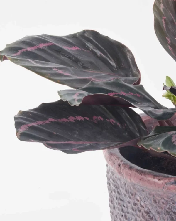 Calathea Surprise Star JUNE 17 2023 1 1