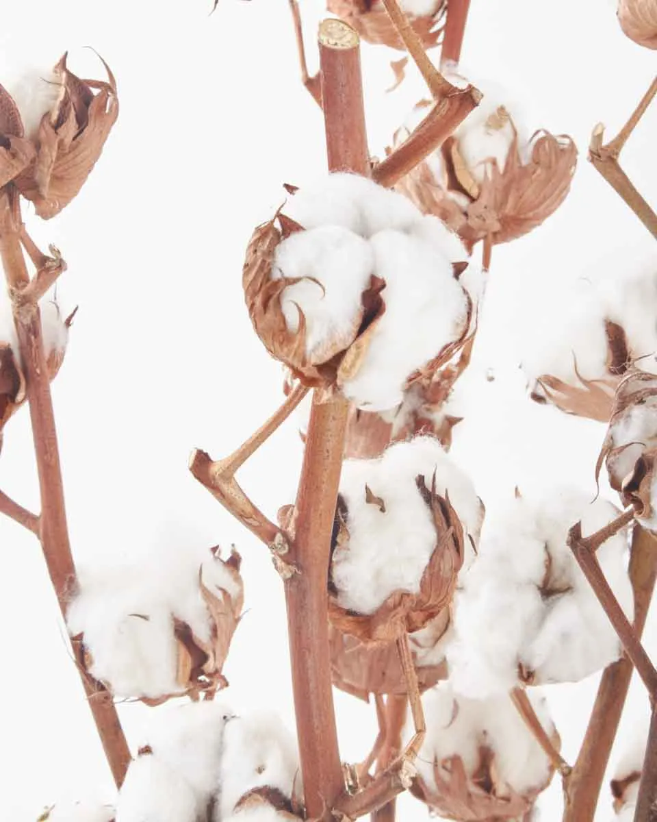 Cotton Craze JUNE 20 2023 1 Cotton Craze JUNE 20 2023 1