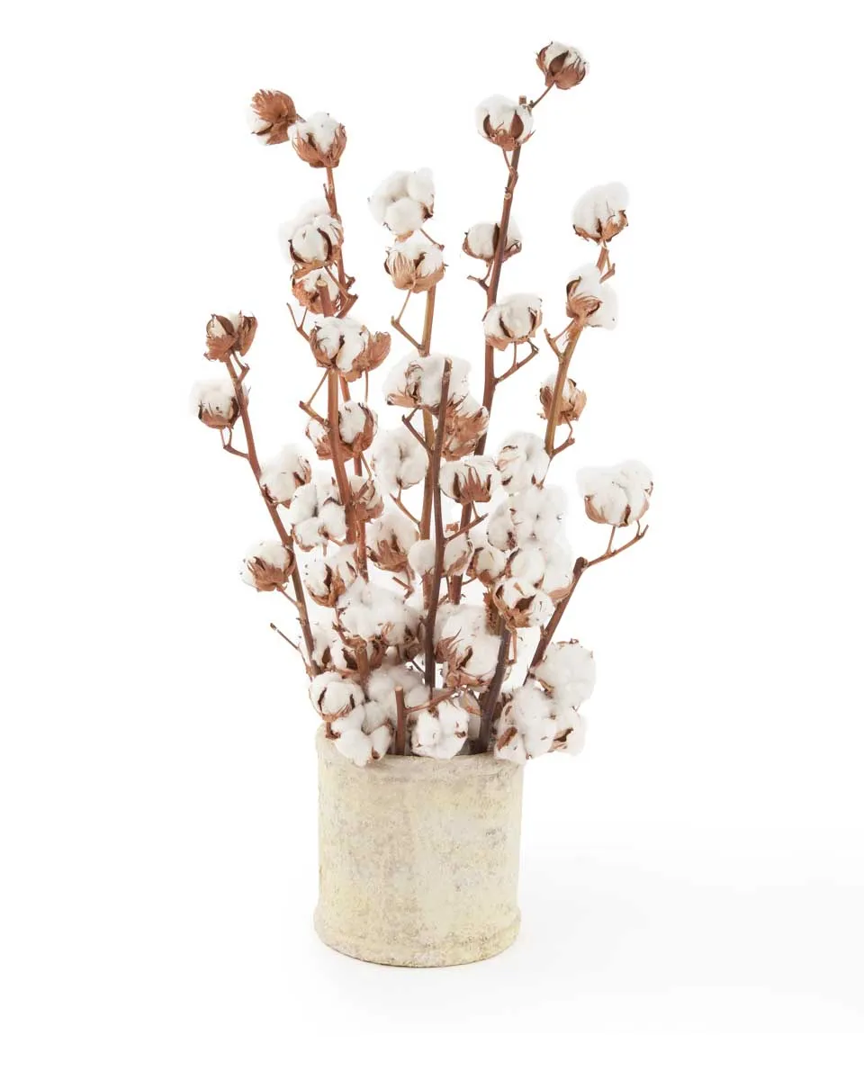 Cotton Craze JUNE 20 2023 Cotton Craze JUNE 20 2023
