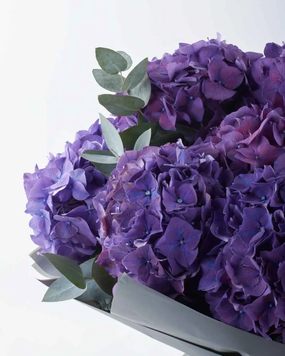 DEEP PURPLE HYDRANGEA IMPRESSIVE JUNE 9 2023 DEEP PURPLE HYDRANGEA IMPRESSIVE JUNE 9 2023