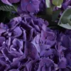 DEEP PURPLE HYDRANGEA IMPRESSIVE JUNE 9 2023 2