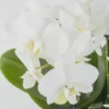 Duo White Mini JUNE 15 2023 1 Duo White Mini JUNE 15 2023 1