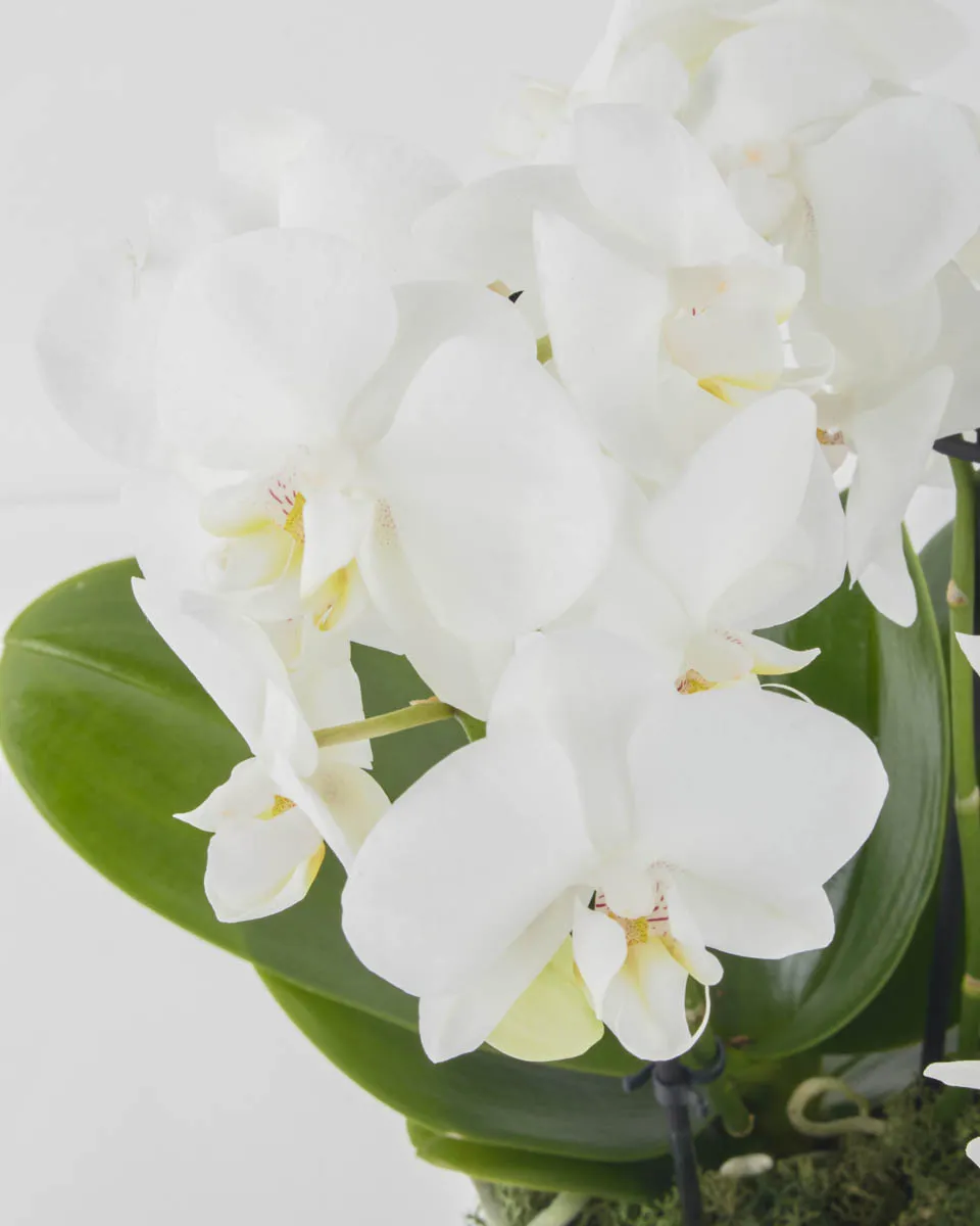Duo White Mini JUNE 15 2023 1 Duo White Mini JUNE 15 2023 1