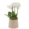 Duo White Mini JUNE 15 2023 Duo White Mini JUNE 15 2023