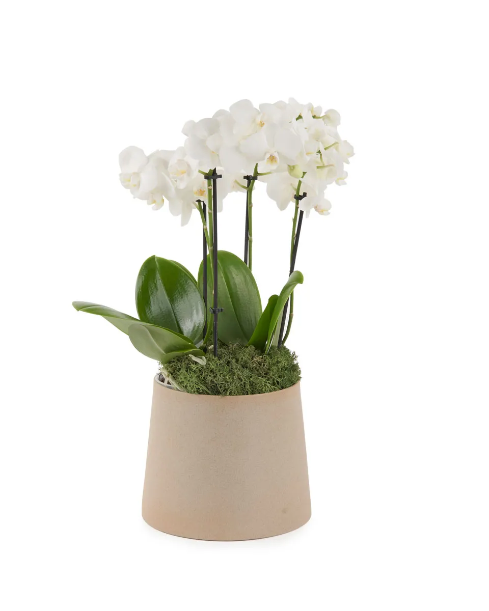 Duo White Mini JUNE 15 2023 Duo White Mini JUNE 15 2023