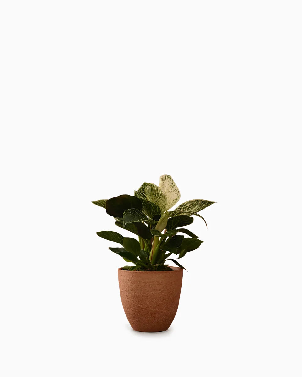 Earthy Vibe WhtieBack Earthy Vibe WhtieBack