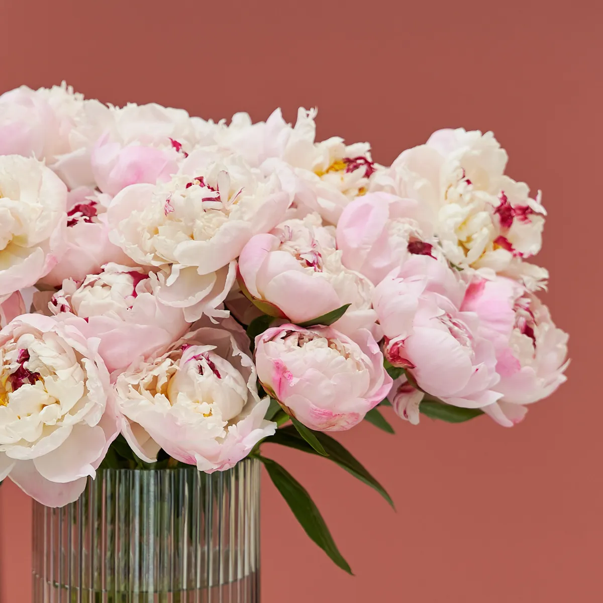 Favorite Peony detailed Favorite Peony detailed
