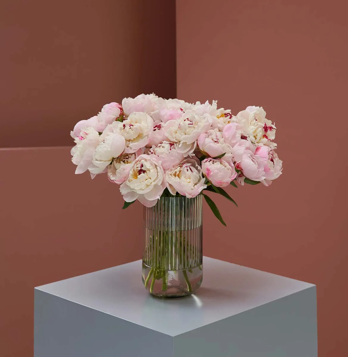 Favorite Peony Favorite Peony