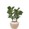 Fiddle Leaf Fig Duo 2025 Fiddle Leaf Fig Duo 2025