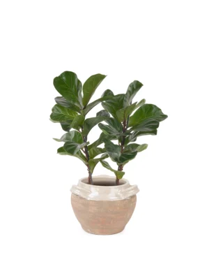 Fiddle Leaf Fig Duo 2025