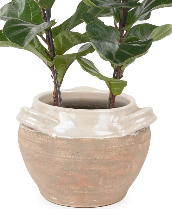 Fiddle Leaf Fig Duo 2025 1