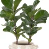 Fiddle Leaf Fig Duo 2025 3 Fiddle Leaf Fig Duo 2025 3
