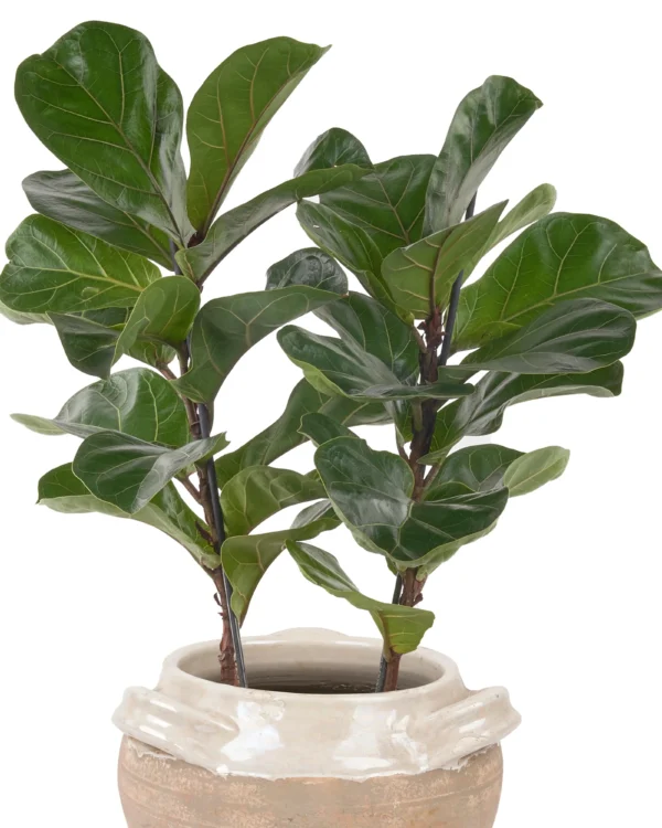 Fiddle Leaf Fig Duo 2025 3