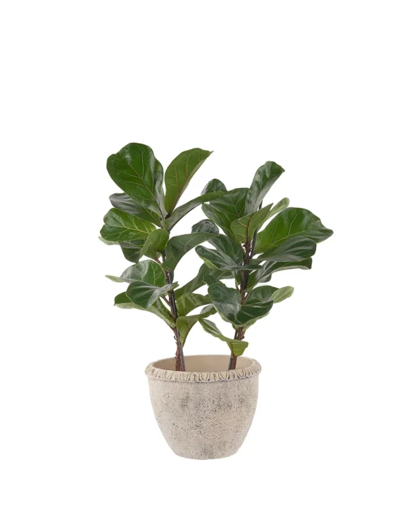 Fiddle Leaf Fig Duo JUNE 8 2023 copy