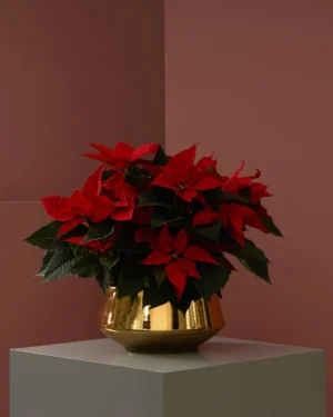 Gold and Poinsettia