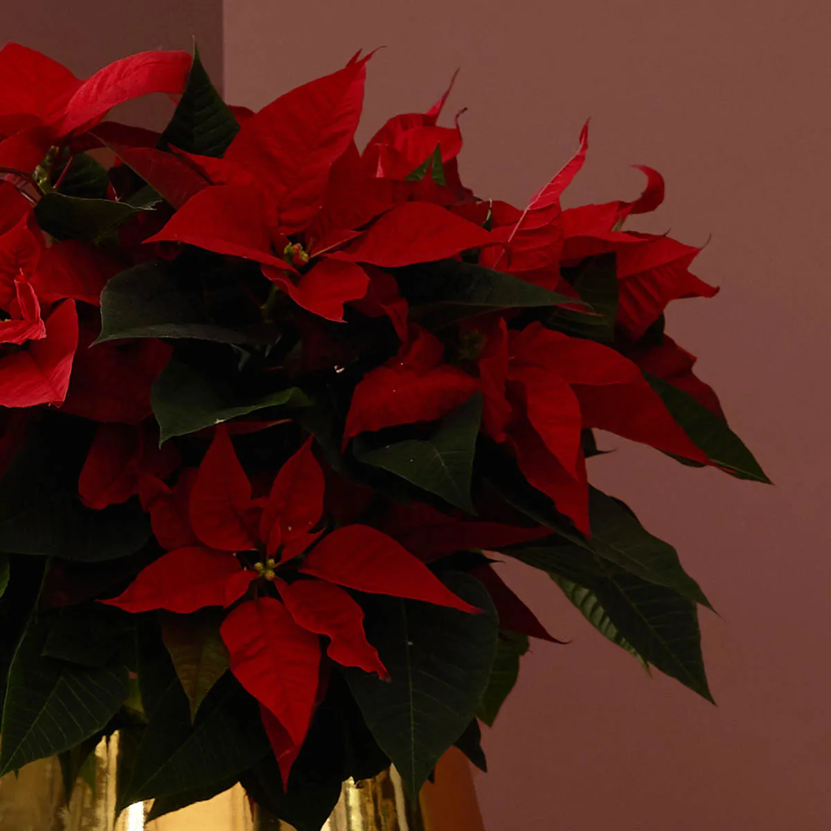Gold and Poinsettia detailed Gold and Poinsettia detailed
