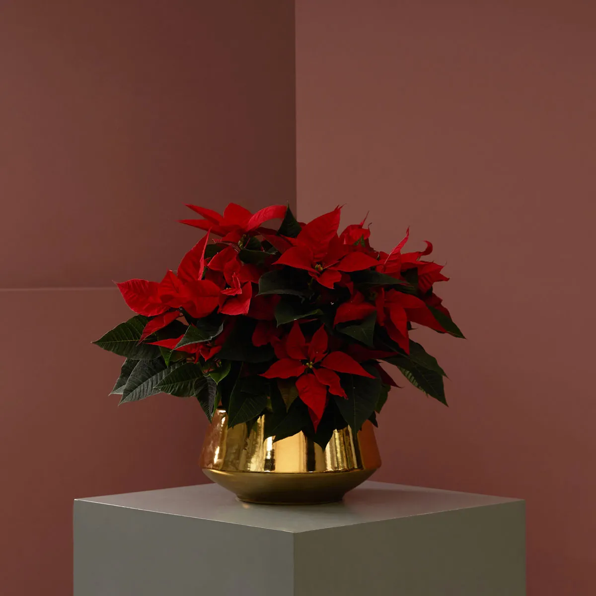 Gold and Poinsettia Gold and Poinsettia