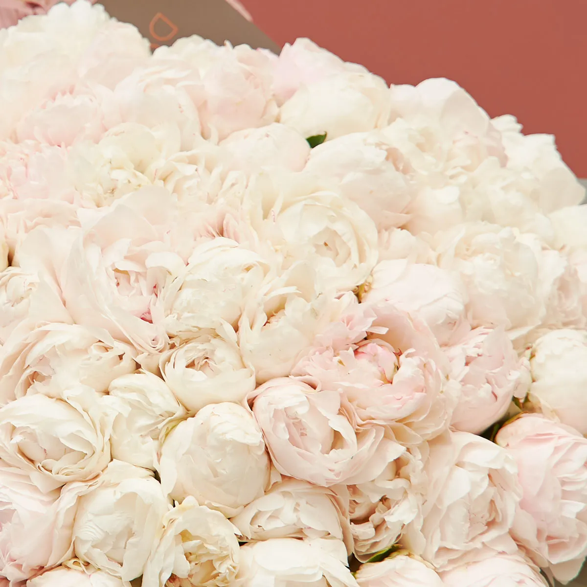 Grand Peony 2 Grand Peony 2