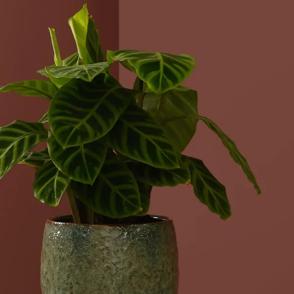 Green Calathea